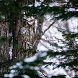 pteromys volans orii flying squirrel japan 202202 06977