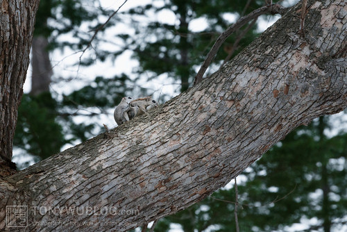 pteromys volans orii flying squirrel mating japan 202103 4065.jpg