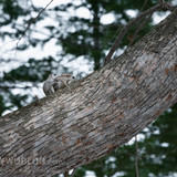 pteromys volans orii flying squirrel mating japan 202103 4065