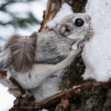 pteromys volans orii flying squirrel japan 202202 07474