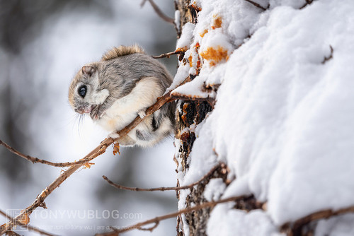 pteromys volans orii flying squirrel japan 202202 08648.jpg