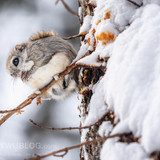 pteromys volans orii flying squirrel japan 202202 08648