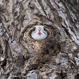 pteromys volans orii flying squirrel japan 202202 16711