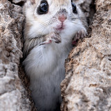 pteromys volans orii flying squirrel japan 202202 05481