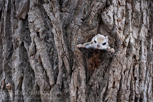 pteromys volans orii flying squirrel japan 202202 19213.jpg