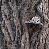 pteromys volans orii flying squirrel japan 202202 19213