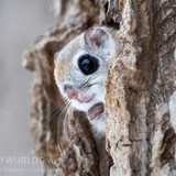 pteromys volans orii flying squirrel japan 202202 16888