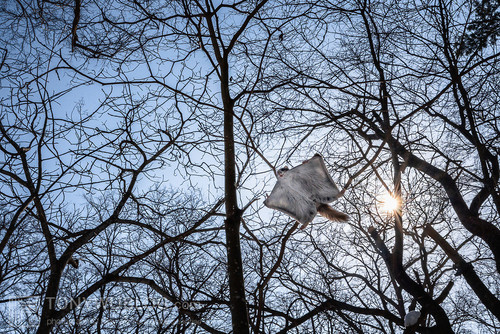pteromys volans orii flying squirrel japan 202202 07999.jpg