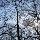pteromys volans orii flying squirrel japan 202202 07999