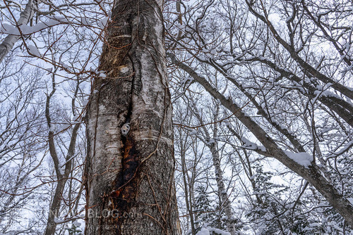 pteromys volans orii flying squirrel japan 202202 10504.jpg