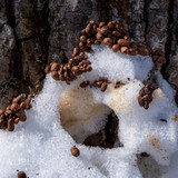pteromys volans orii flying squirrel japan 202202 07971