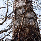 pteromys volans orii flying squirrel japan 202202 15338.jpg