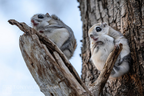pteromys volans orii flying squirrel japan 202202 04597.jpg