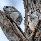 pteromys volans orii flying squirrel japan 202202 04597