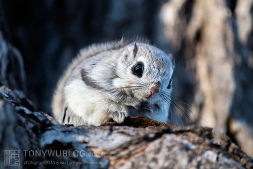 japanese dwarf flying squirrel 202002 14172