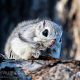 japanese dwarf flying squirrel 202002 14172