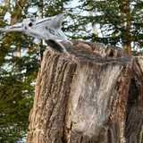 japanese dwarf flying squirrel male launching 202002 15809