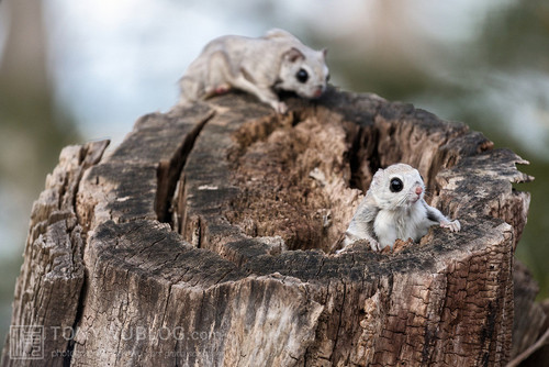 japanese dwarf flying squirrel males competition 202002 15595