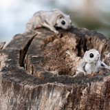 japanese dwarf flying squirrel males competition 202002 15595