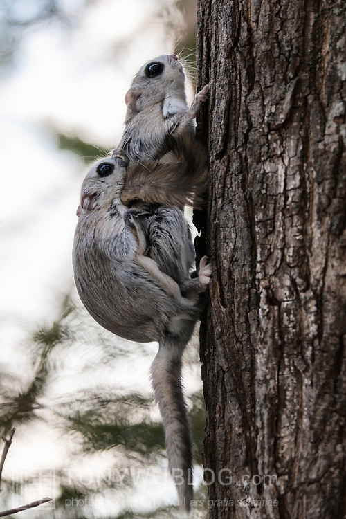 japanese dwarf flying squirrels mating 202002 15343.jpg