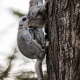 japanese dwarf flying squirrels mating 202002 15343