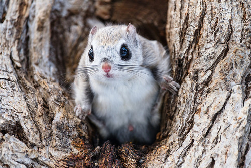 japanese dwarf flying squirrel male 202002 13143.jpg