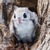 japanese dwarf flying squirrel male 202002 13143