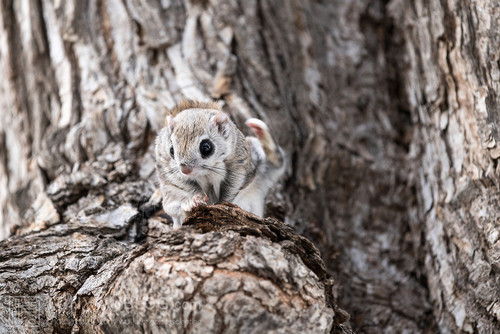 japanese dwarf flying squirrel male 202002 12622