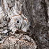 japanese dwarf flying squirrel male 202002 12622