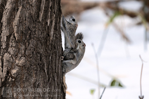 japanese dwarf flying squirrels mating 202002 14595.jpg