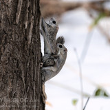 japanese dwarf flying squirrels mating 202002 14595