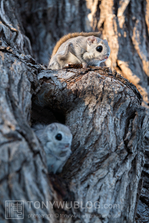 japanese dwarf flying squirrel mating pair 202002 14195.jpg