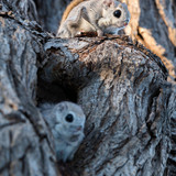 japanese dwarf flying squirrel mating pair 202002 14195