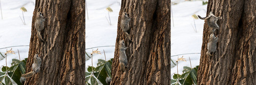 japanese dwarf flying squirrels copulation 202002 14255