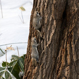 japanese dwarf flying squirrels copulation 202002 14255