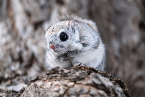 japanese dwarf flying squirrel male 202002 12949.jpg