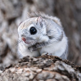 japanese dwarf flying squirrel male 202002 12949