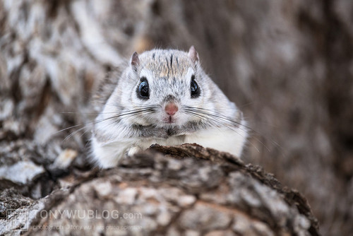 japanese dwarf flying squirrel male 202002 13423