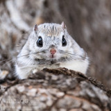 japanese dwarf flying squirrel male 202002 13423