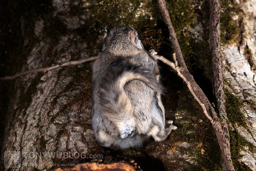 japanese dwarf flying squirrel defecating 202002 17259.jpg