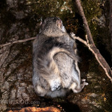 japanese dwarf flying squirrel defecating 202002 17259