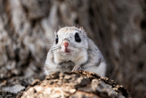 japanese dwarf flying squirrel male 202002 13053