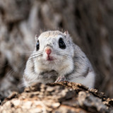 japanese dwarf flying squirrel male 202002 13053