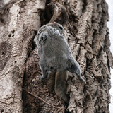 japanese dwarf flying squirrel males 202002 15880.jpg