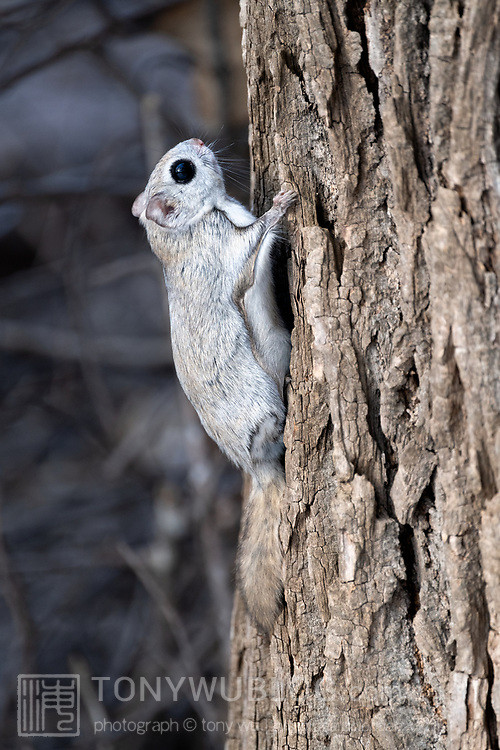 japanese dwarf flying squirrel male 202002 13708.jpg
