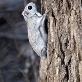 japanese dwarf flying squirrel male 202002 13708