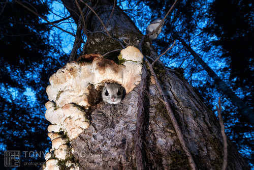 japanese dwarf flying squirrels at dusk 202002 16966.jpg