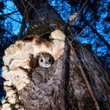 japanese dwarf flying squirrels at dusk 202002 16966
