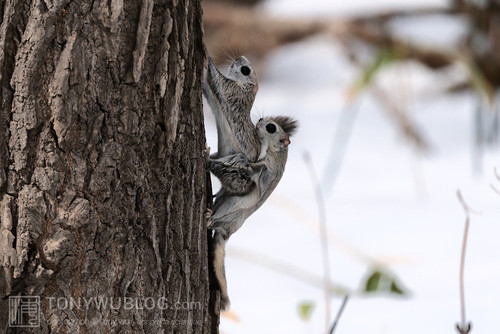 japanese dwarf flying squirrels mating 202002 14587.jpg