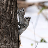 japanese dwarf flying squirrels mating 202002 14587